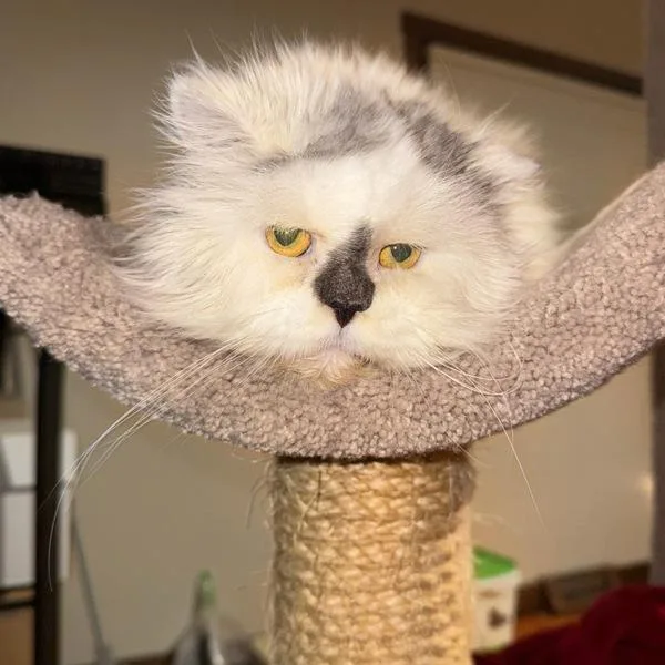 Shetland  Bonded Buddy thumbnail 5