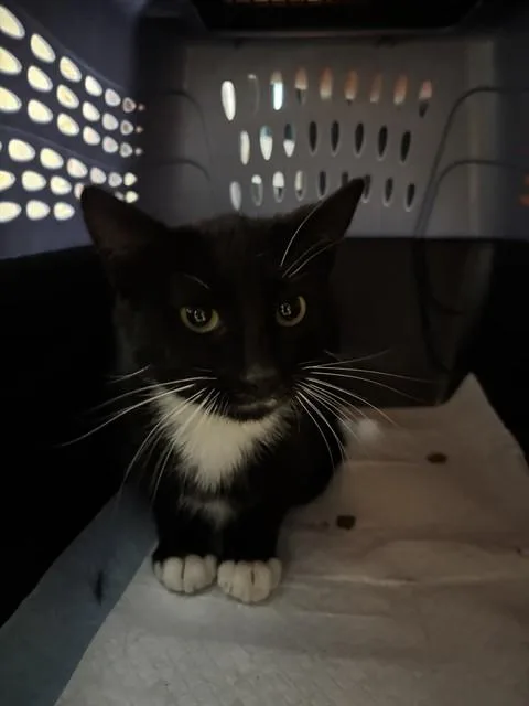 An adult small-sized male Domestic Short Hair cat named Monroe for adoption in Westminster, MD