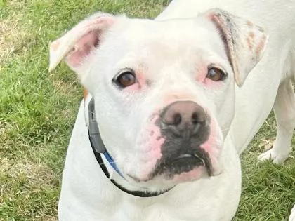 An adult large-sized female White / Cream Mixed Breed dog named Nova for adoption in Georgetown, TX