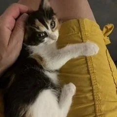 A baby medium-sized female Calico cat named Athena for adoption in Midland, MI
