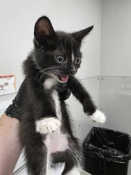 A baby small-sized male Domestic Short Hair cat named Jock for adoption in Sevierville, TN