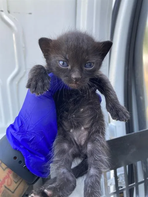 A baby small-sized female Domestic Short Hair cat named Eclipse for adoption in Dallas, TX