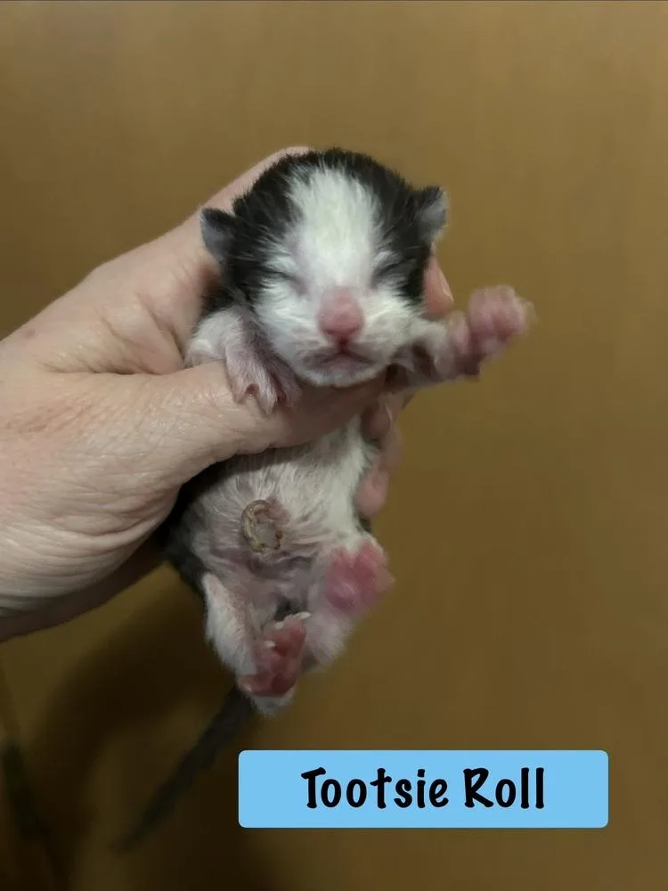 A baby medium-sized male Black & White / Tuxedo Domestic Short Hair cat named Tootsie Roll for adoption in Clinton Township, MI