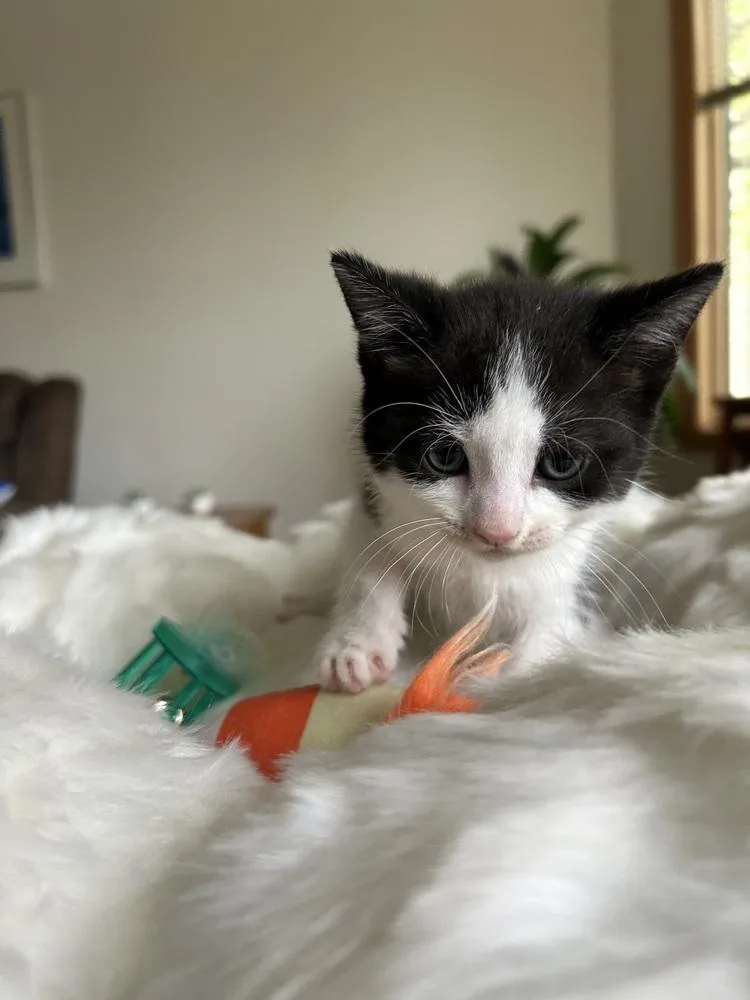 Tootsie Roll thumbnail 2