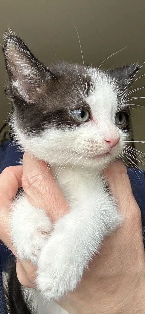 Tootsie Roll thumbnail 3