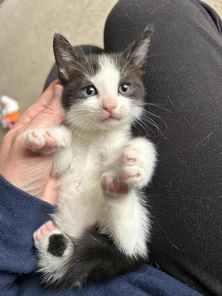 Tootsie Roll thumbnail 5