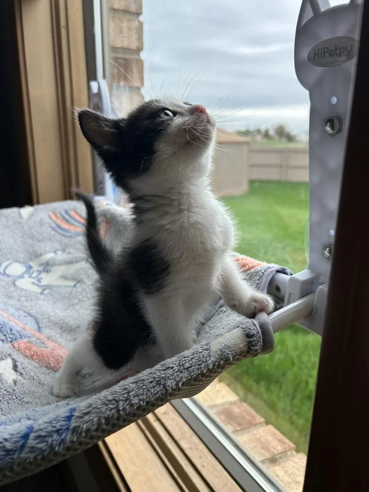 Tootsie Roll thumbnail 6