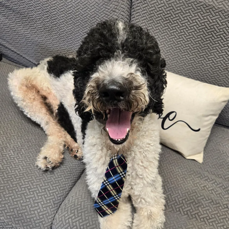 An adult large-sized male Black Standard Poodle dog named Dave from Accounting for adoption in Normal, IL
