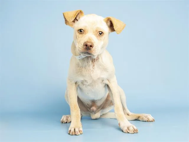 A young small-sized male Shar-Pei dog named Dino Nugget for adoption in Phoenix, AZ