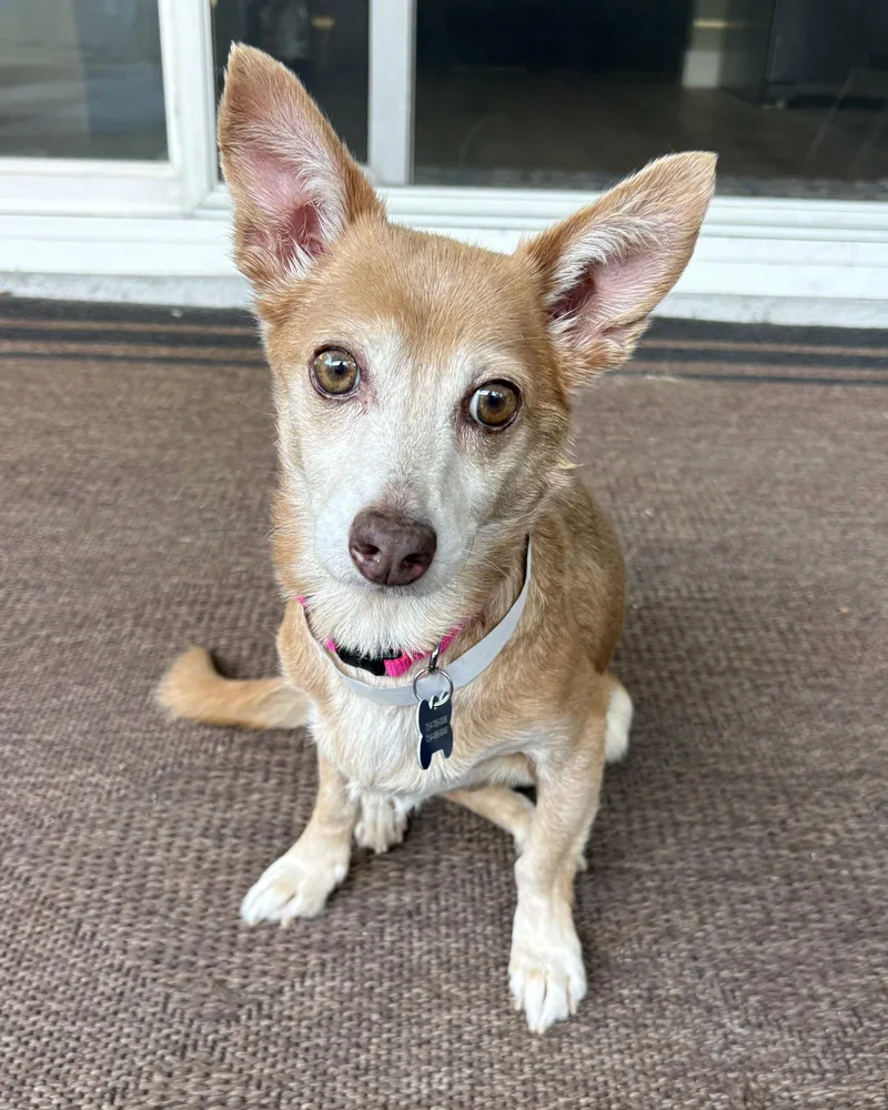 Penny