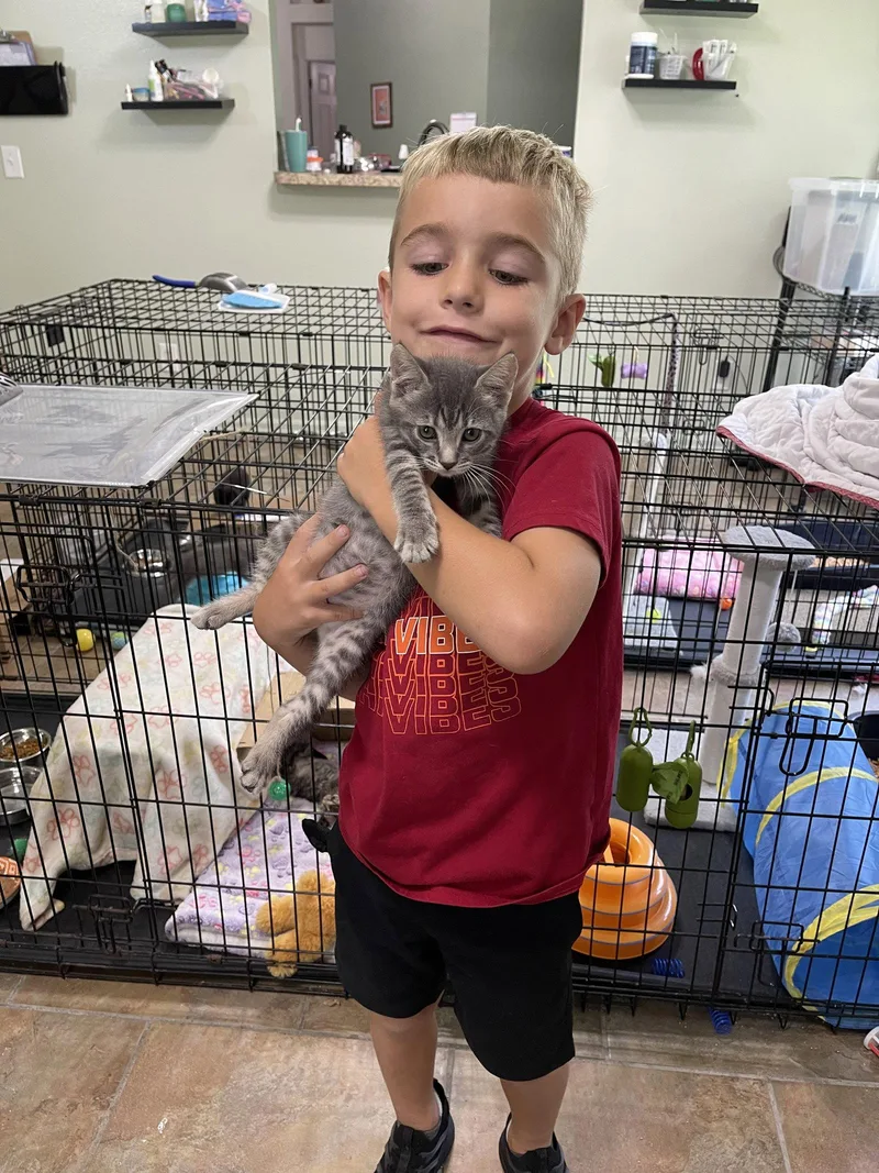 A baby medium-sized female Gray / Blue / Silver Domestic Short Hair cat named Tig for adoption in Oviedo, FL