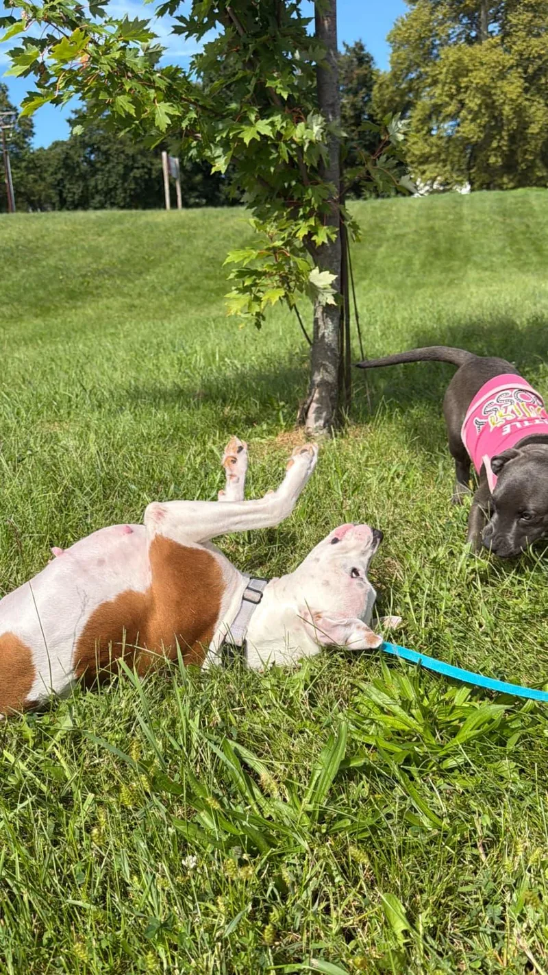 An adult medium-sized female American Staffordshire Terrier dog named Perfect Gracie for adoption in Houston, TX