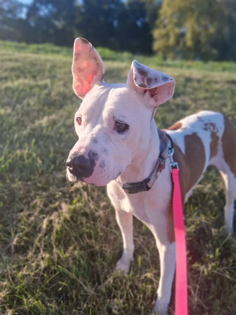 Perfect Gracie thumbnail 2