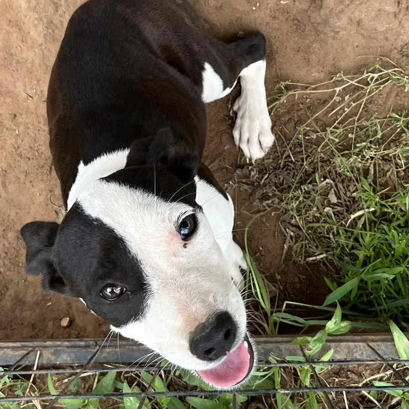 A baby medium-sized female White / Cream American Staffordshire Terrier dog named Nova for adoption in Elgin, TX