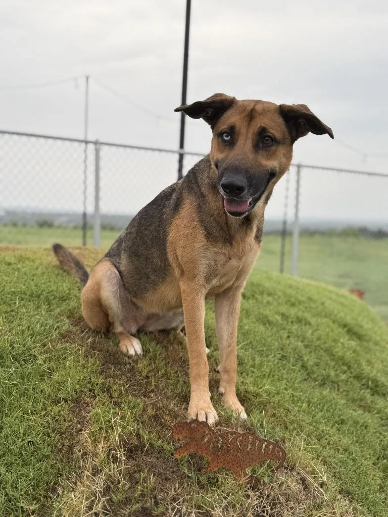 A young medium-sized female German Shepherd Dog dog named Diana for adoption in Glen Rose, TX