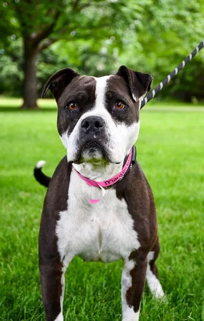 An adult medium-sized female American Staffordshire Terrier dog named Margo for adoption in Yakima, WA