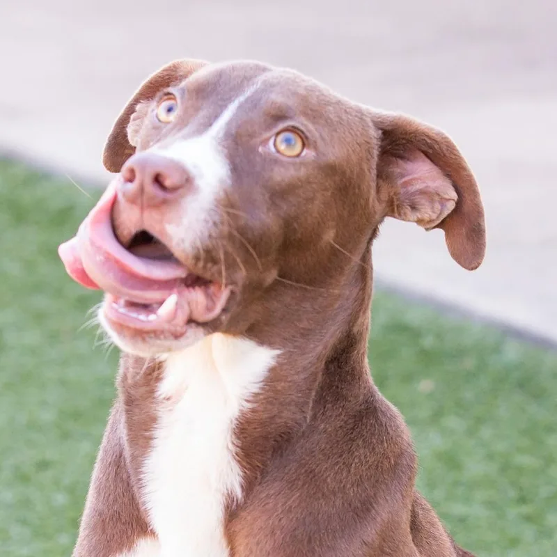 Choco Taco thumbnail 2