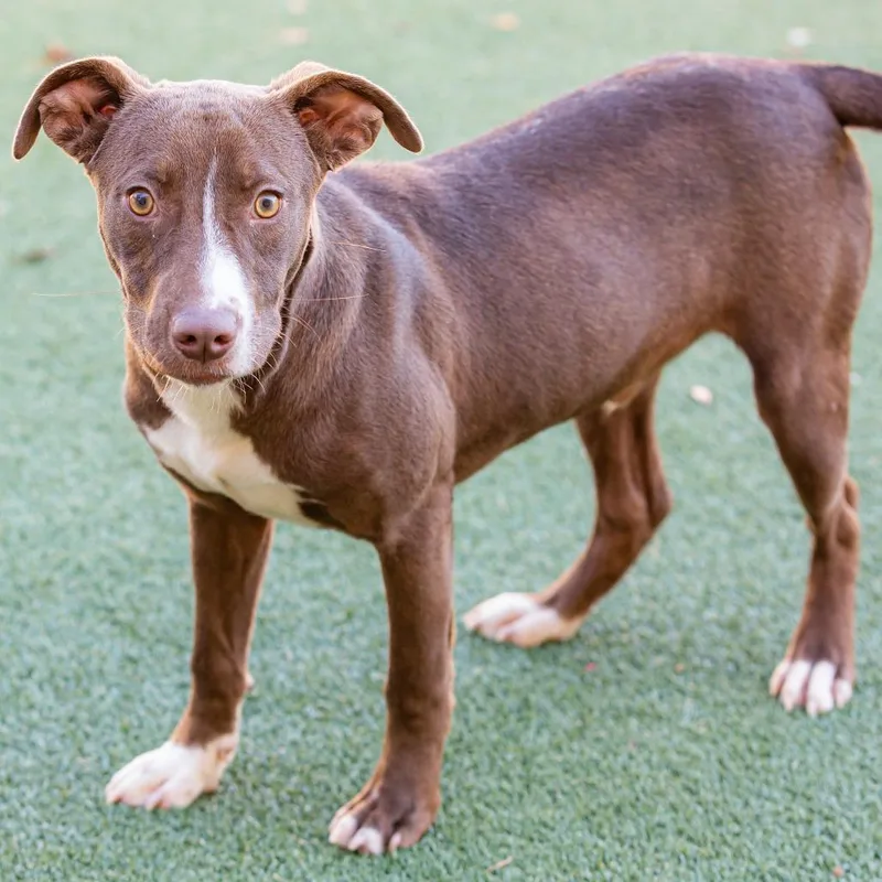 Choco Taco thumbnail 3