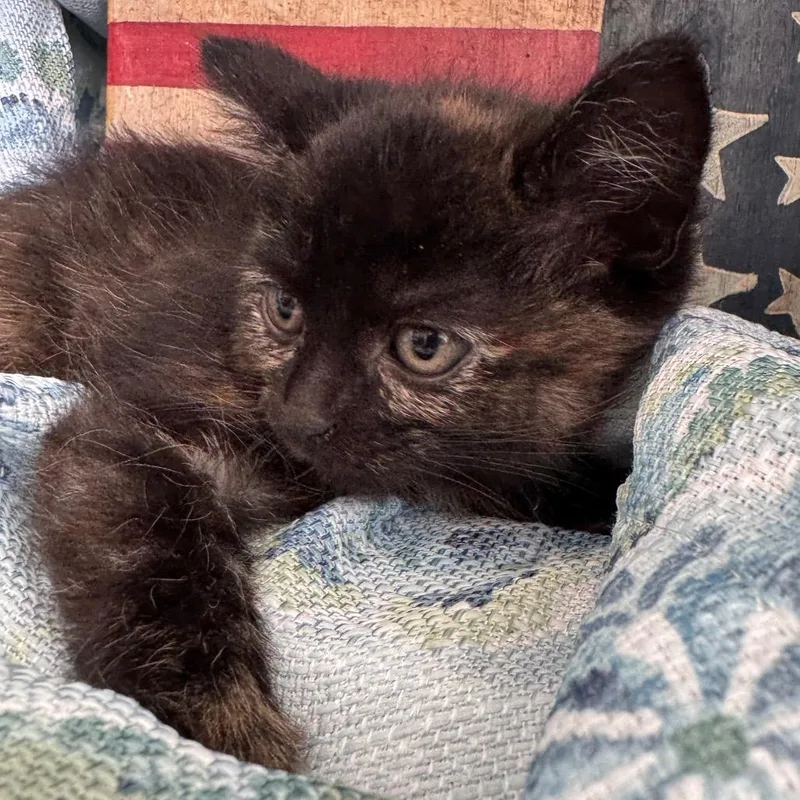 A baby small-sized female Tortoiseshell Domestic Short Hair cat named Neon Ridge for adoption in Eaton Rapids, MI