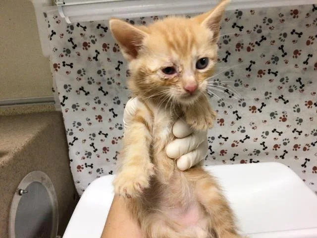 A baby small-sized male Domestic Short Hair cat named John for adoption in Riverside, CA