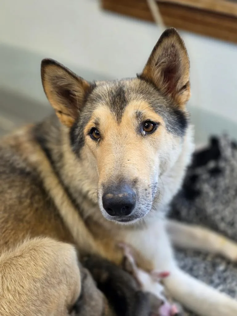 A young large-sized female Collie dog named Envy for adoption in Carthage, MO