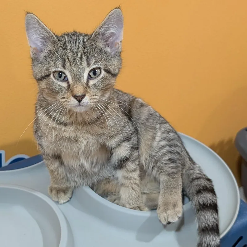 A baby small-sized male Brown / Chocolate Domestic Short Hair cat named Goose for adoption in Roselle, IL