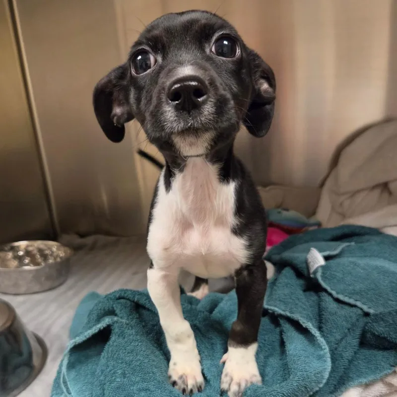 A baby small-sized female Mixed Breed dog named Polar for adoption in Asheville, NC
