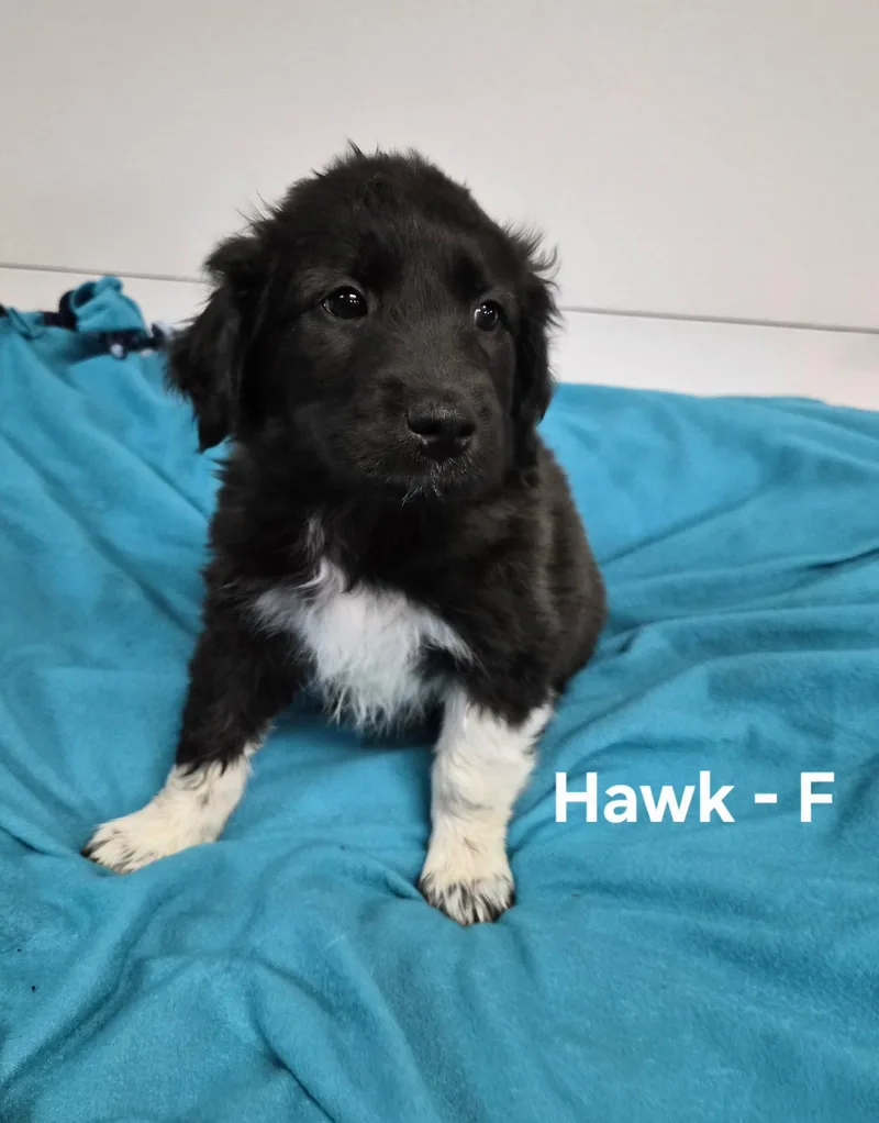 A baby medium-sized female Great Pyrenees dog named Hawk for adoption in Hillside, IL