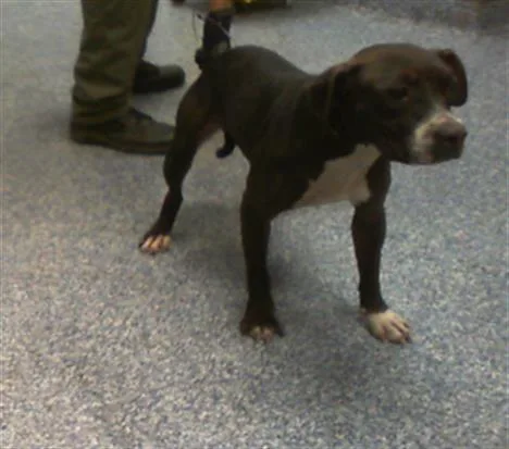 An adult medium-sized female Pit Bull Terrier dog named Phadra for adoption in Charlotte, NC
