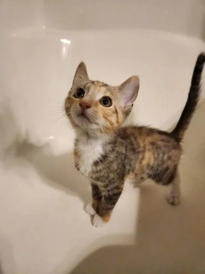 A baby medium-sized female Domestic Short Hair cat named Valentina Louisville for adoption in Savannah, GA
