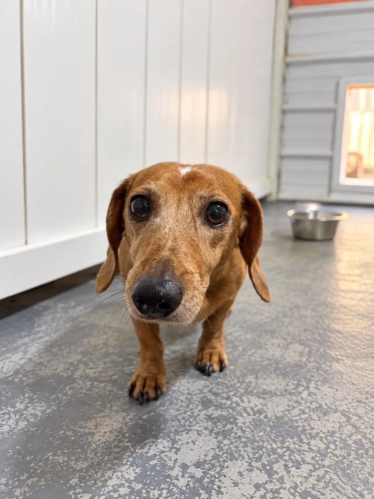 An adult small-sized female Dachshund dog named Weenie for adoption in Crocker, MO