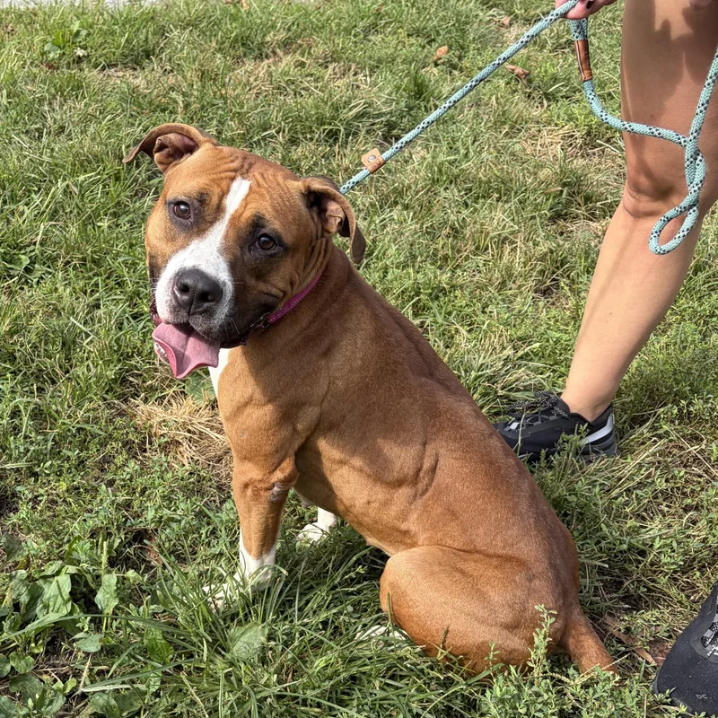 A young medium-sized female Red / Chestnut / Orange Mixed Breed dog named Capri for adoption in McKeesport, PA
