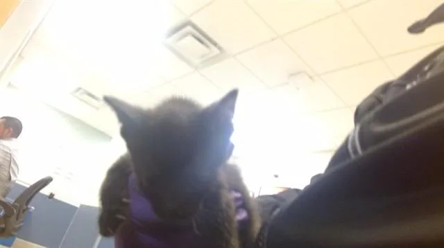 A baby small-sized male Domestic Short Hair cat named Kit for adoption in Miami, FL
