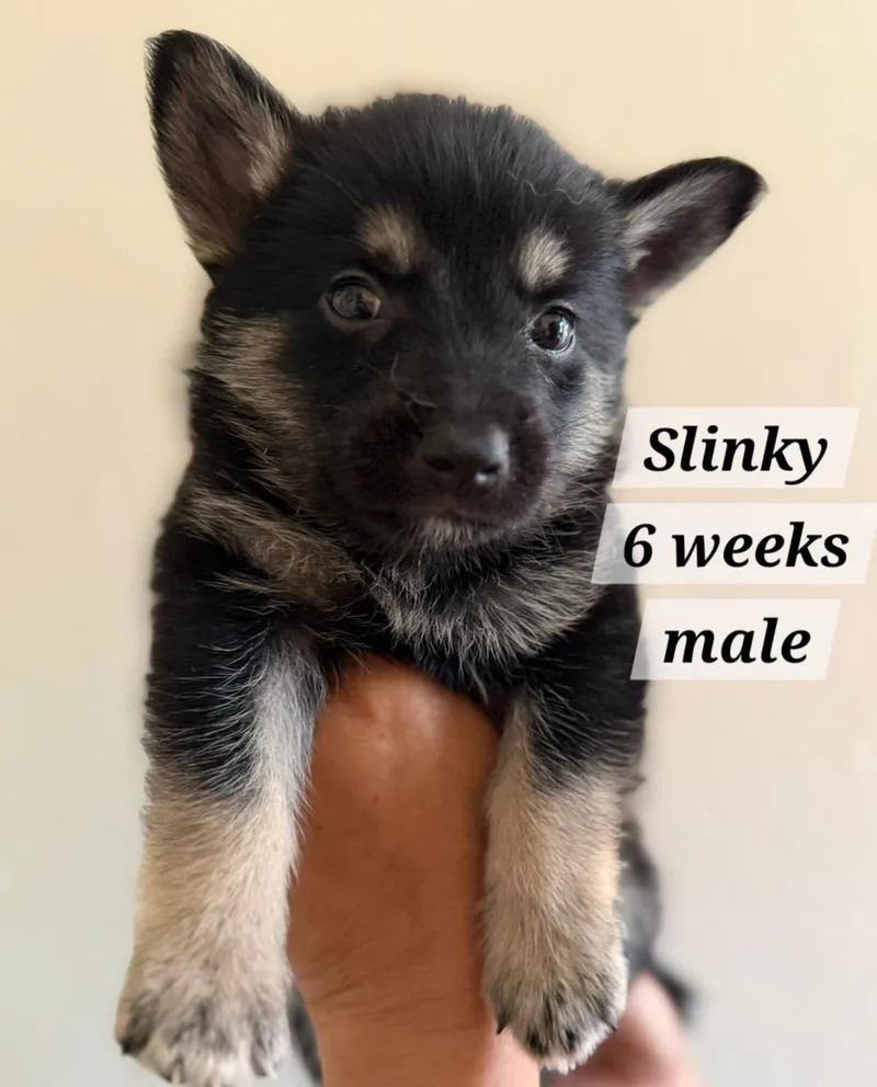 A baby small-sized male Norwegian Elkhound dog named Slinky for adoption in Virginia Beach, VA