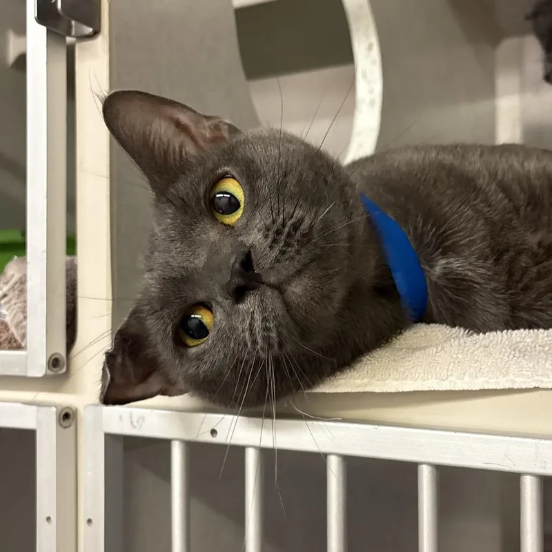 An adult large-sized male Domestic Short Hair cat named Dobby for adoption in Fairport, NY