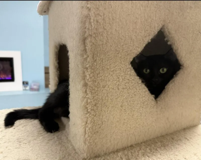 An adult medium-sized female Black Domestic Short Hair cat named Pita Chips for adoption in Chandler, AZ
