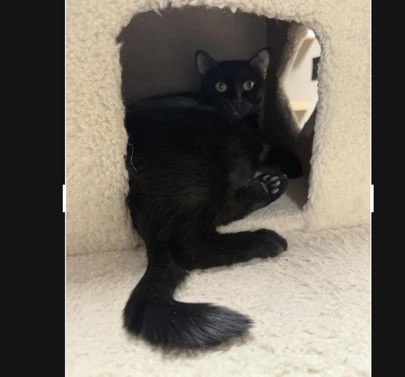 Pita Chips thumbnail 2