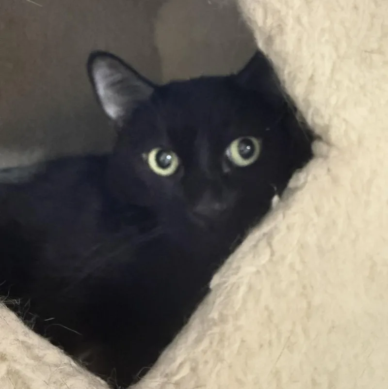 Pita Chips thumbnail 3