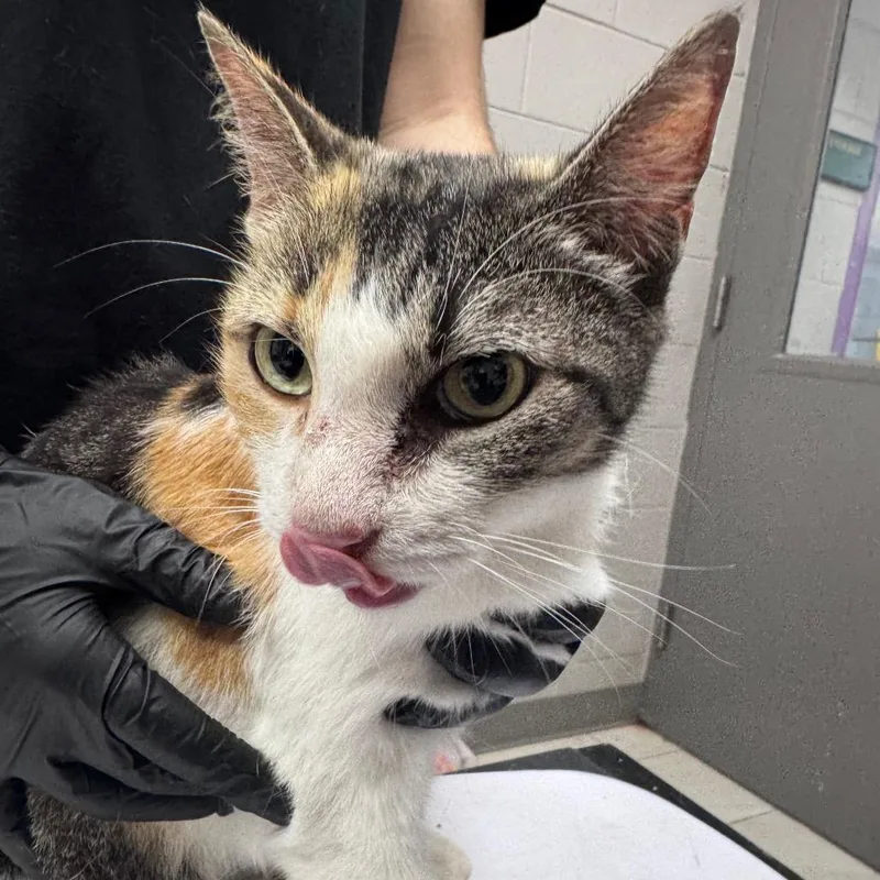 An adult medium-sized female Domestic Short Hair cat named Marmalade for adoption in Lufkin, TX