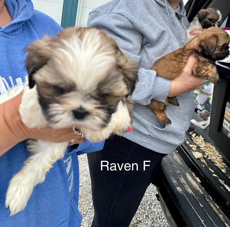 Raven thumbnail 3
