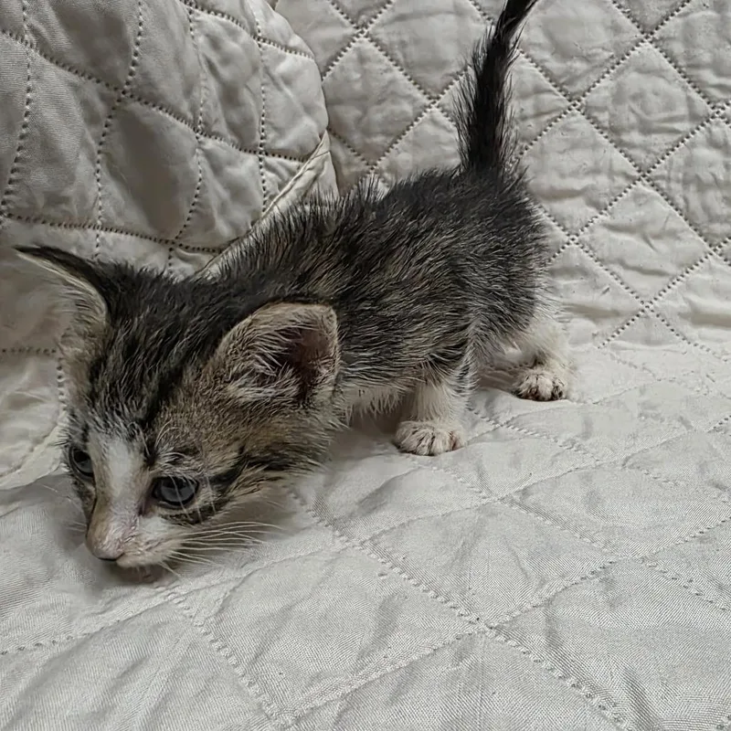 A baby small-sized female Brown / Chocolate Domestic Short Hair cat named Cinnamon for adoption in Jupiter, FL