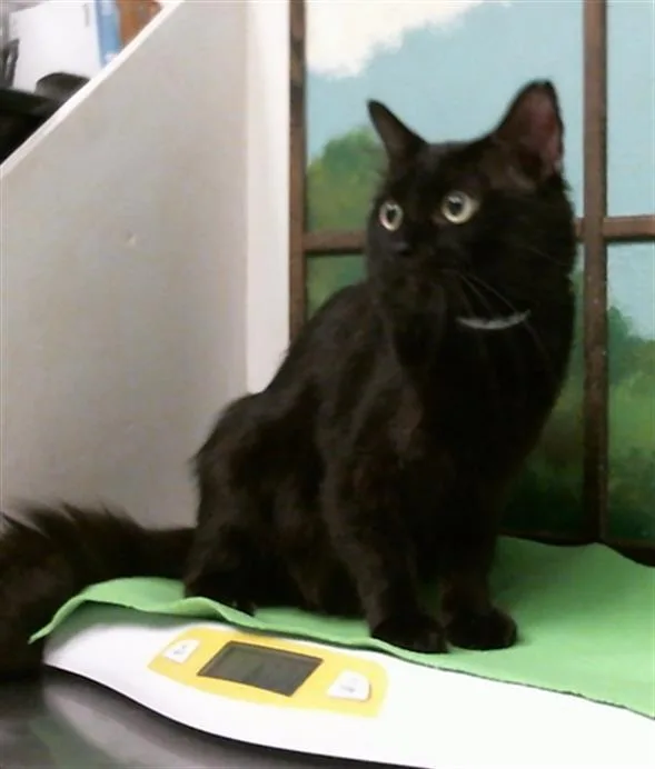 A young medium-sized male Domestic Long Hair cat named A for adoption in Houston, TX