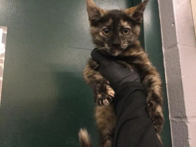A baby small-sized female Domestic Short Hair cat named Fabby for adoption in Thousand Palms, CA