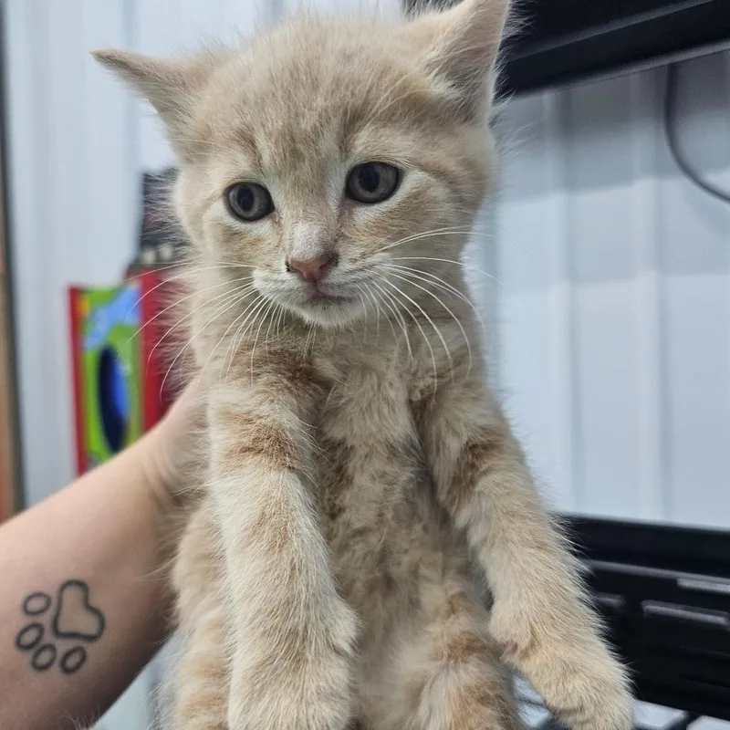 A baby small-sized male Buff / Tan / Fawn Domestic Short Hair cat named Ron for adoption in Corydon, IN