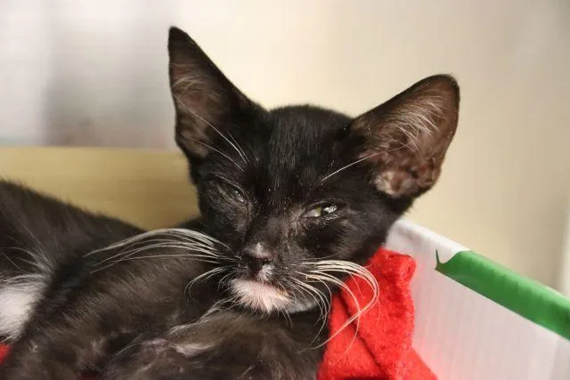 A baby small-sized male Domestic Short Hair cat named Tuffy Tuff Stuff for adoption in Tucson, AZ