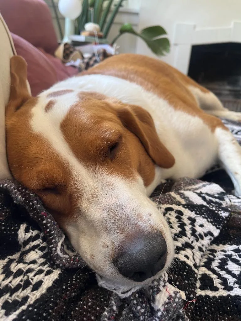 An adult extra large-sized male Pointer dog named Scooby for adoption in Salt Lake City, UT
