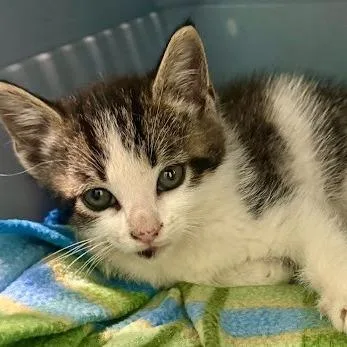 A baby small-sized male White Domestic Short Hair cat named Asphalt for adoption in Calverton, NY