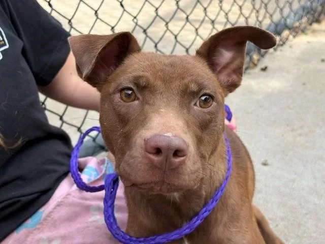 A young medium-sized female Labrador Retriever dog named Toasted Bagel for adoption in Tulsa, OK