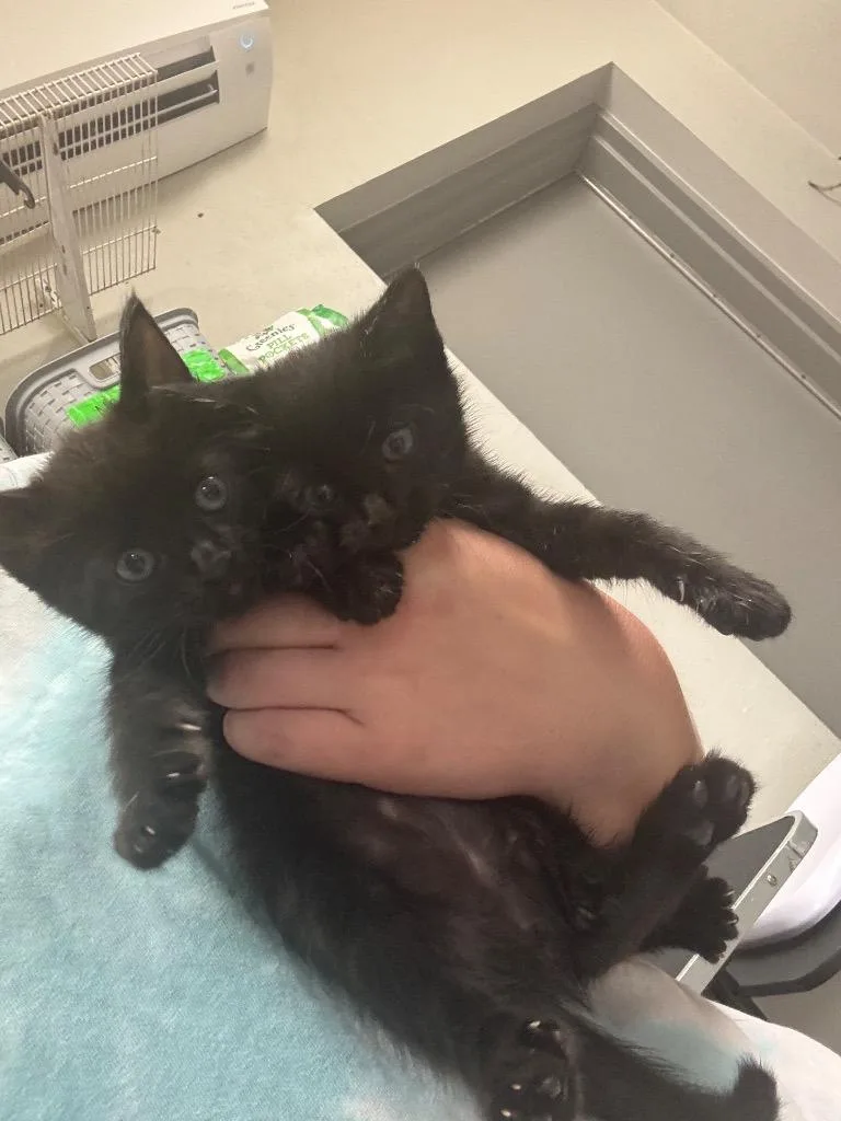 A baby medium-sized female Domestic Short Hair cat named Faye for adoption in Sorrento, LA