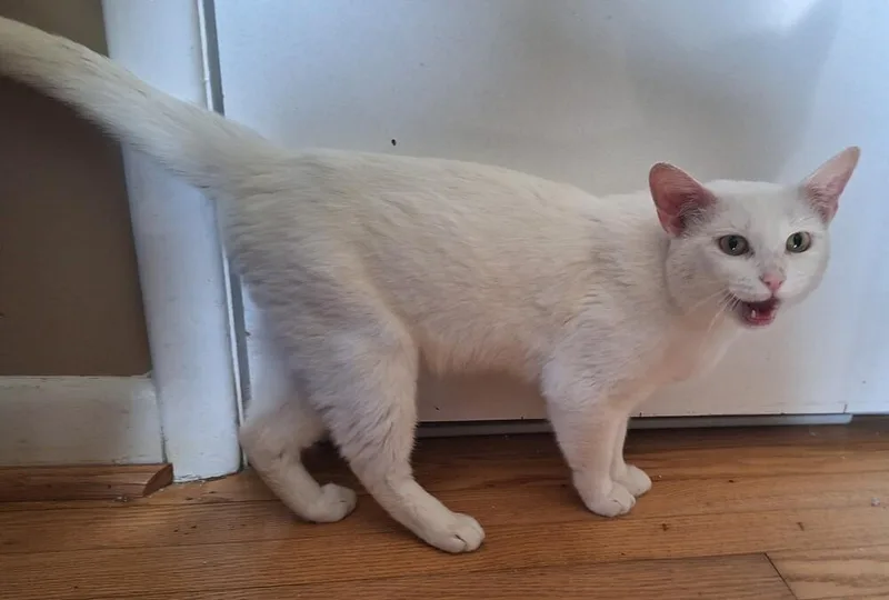 An adult large-sized male White Domestic Short Hair cat named Vanilla Ice for adoption in Greensboro, NC